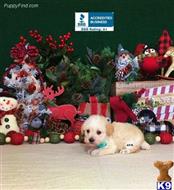 schnoodle puppy posted by little paws kennel